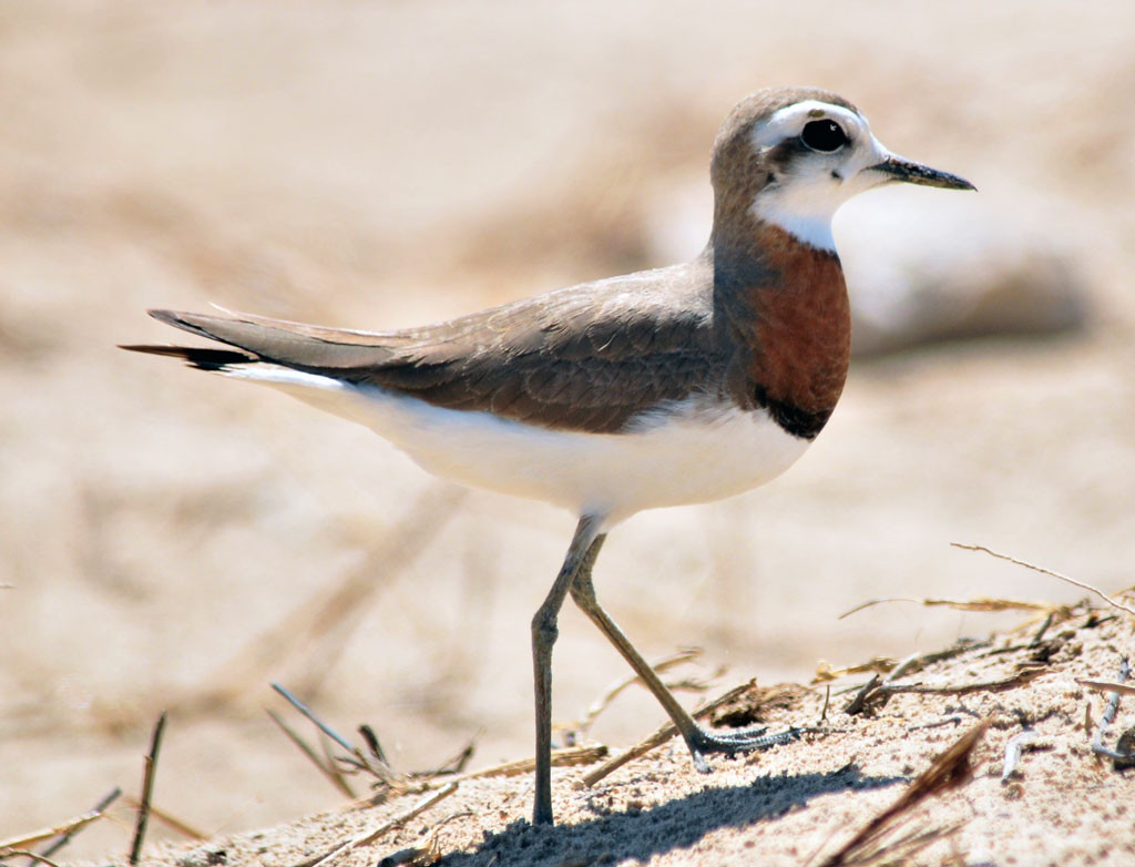 image Caspian Plover